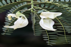 Sesbania grandiflora